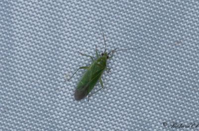 Orthotylus marginalis