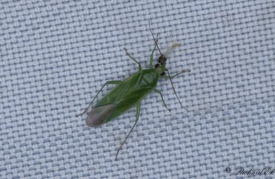 Orthotylus marginalis