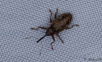 Lngarmad hngevivel (Dorytomus longimanus)