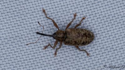 Lngarmad hngevivel (Dorytomus longimanus)