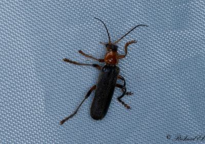 Cantharis livida