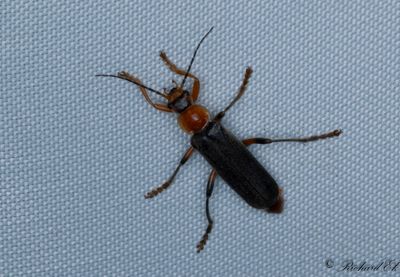 Cantharis livida