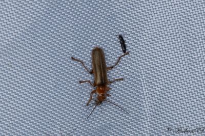 Cantharis pallida