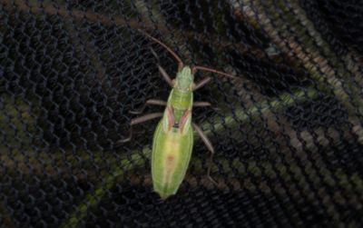 Myrmus miriformis