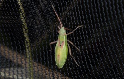 Myrmus miriformis