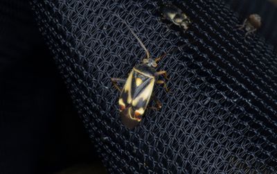 Polymerus unifasciatus