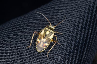 Polymerus unifasciatus