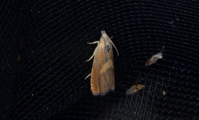 Rdtonad rllikarotvecklare (Dichrorampha vancouverana)
