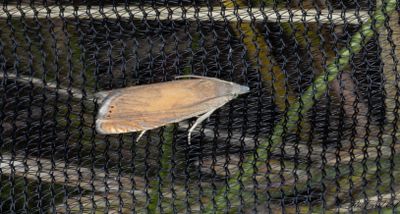 Rdtonad rllikarotvecklare (Dichrorampha vancouverana)