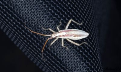 Leptopterna ferrugata