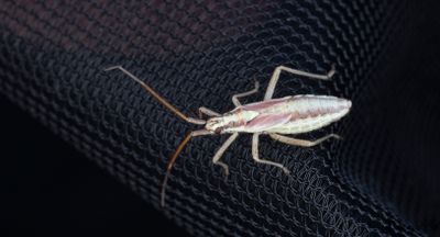 Leptopterna ferrugata