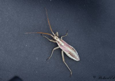 Leptopterna ferrugata