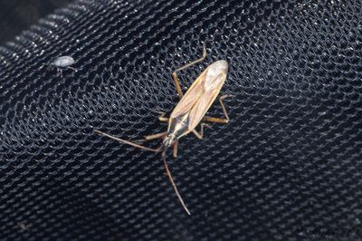 Leptopterna ferrugata