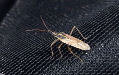 Leptopterna ferrugata