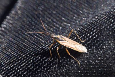 Leptopterna ferrugata