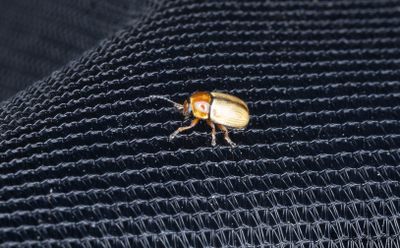 Sandfallbagge (Cryptocephalus fulvus)