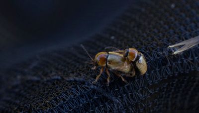 Sandfallbagge (Cryptocephalus fulvus)