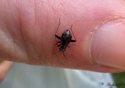 Orthocephalus coriaceus