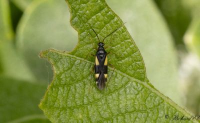 Dryophilocoris flavoquadrimaculatus