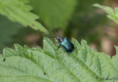Blåbock (Gaurotes virginea)