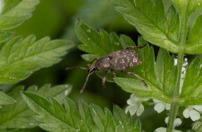 Brun öronvivel (Otiorhynchus singularis)