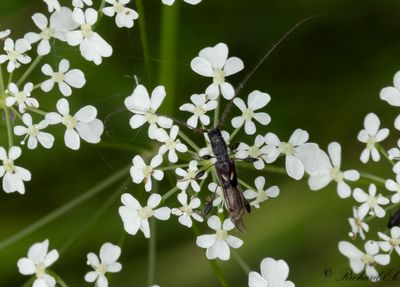 Kortvingad granbock (Molorchus minor)