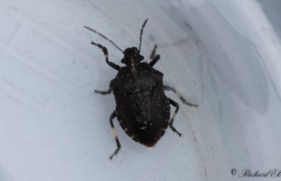 Mindre rovbrfis (Rhacognathus punctatus)