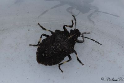 Mindre rovbärfis (Rhacognathus punctatus)