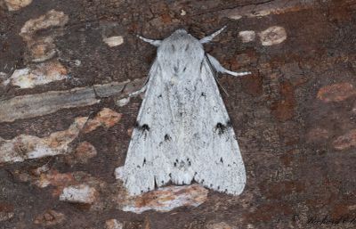 Vitt aftonfly - The Miller (Acronicta leporina)