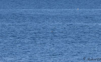 Lunnefågel - Atlantic Puffin (Fratercula arctica)