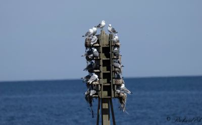 Tretåig mås - Black-legged Kittiwake (Rissa tridactyla)