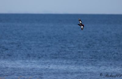 Tobisgrissla - Black Guillemot (Cepphus grylle)
