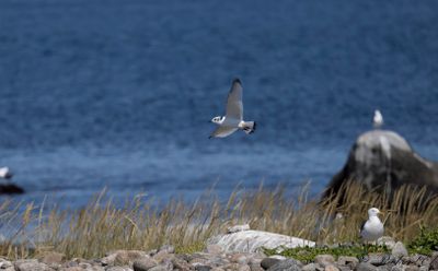 Tretåig mås - Black-legged Kittiwake (Rissa tridactyla)