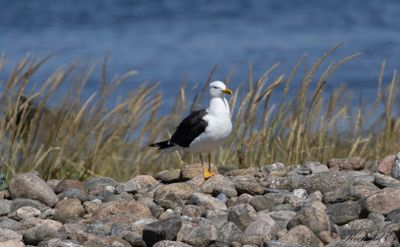 Silltrut - Lesser Black-backed Gull (Larus fuscus)