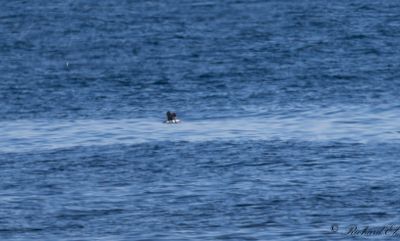 Lunnefågel - Atlantic Puffin (Fratercula arctica)