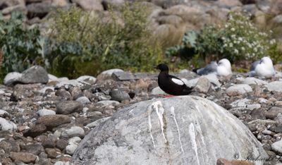 Tobisgrissla - Black Guillemot (Cepphus grylle)