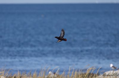 Tobisgrissla - Black Guillemot (Cepphus grylle)