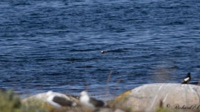 Lunnefågel - Atlantic Puffin (Fratercula arctica)