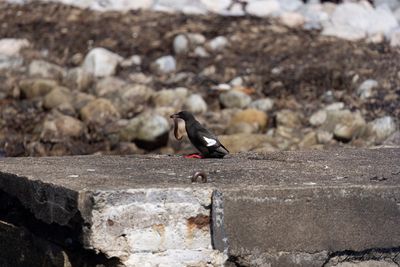 Latest bird pictures from Sweden