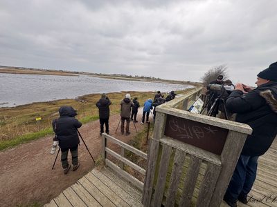 Lesser Scaup - twitchers