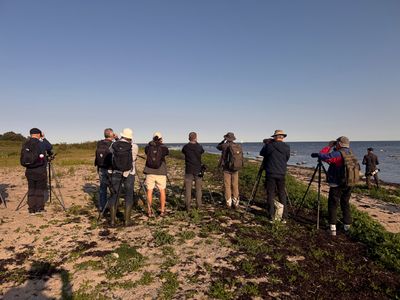 Pallas Reed Bunting - twitchers