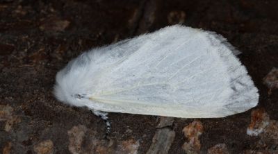 Videspinnare - White Satin Moth (Leucoma salicis)