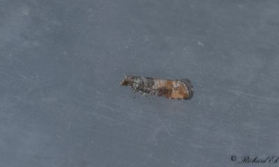 Tallbarrsvecklare (Clavigesta purdeyi)