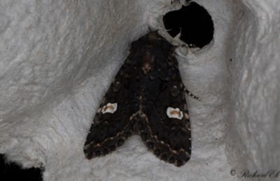 Vitflckigt lundfly - Dot Moth (Melanchra persicariae)