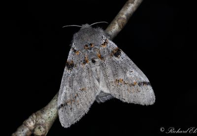 Insekter / Insects