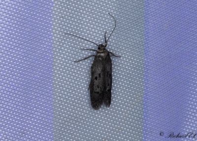 Barrskogsfrnamal (Hypatopa binotella)