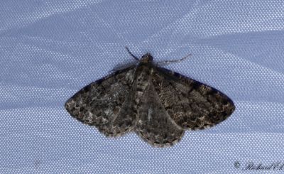 Barrskogslavmtare - Satin Beauty (Deileptenia ribeata)
