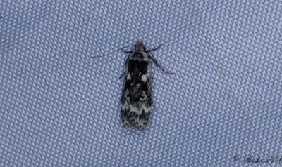 Bjrksobermal (Anacampsis blattariella)