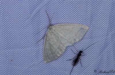 Blbrslvmtare - Smoky Wave (Scopula ternata)