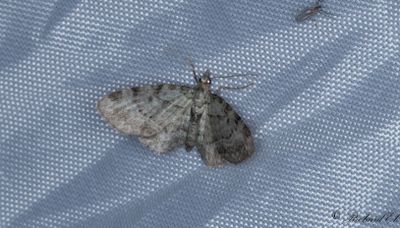 Blbrsmalmtare - Bilberry Pug (Pasiphila debiliata)